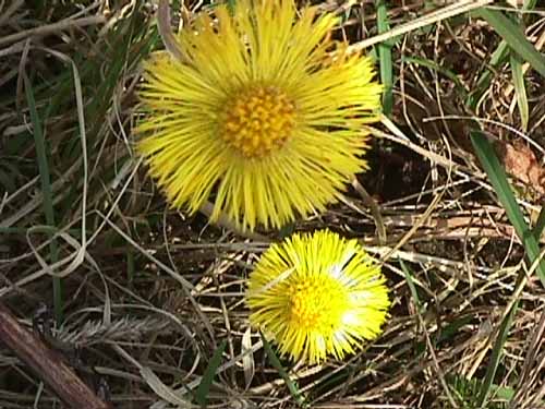 Coltsfoot is a natural remedy for coughs and colds
