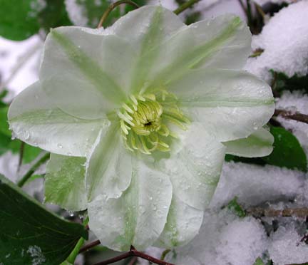 Clematis bach flower remedy can help daydreamers focus