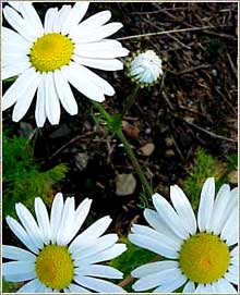 chamomile can help with eczema, insomnia and the common cold