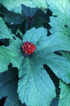 Goldenseal root a natural remedy for candida