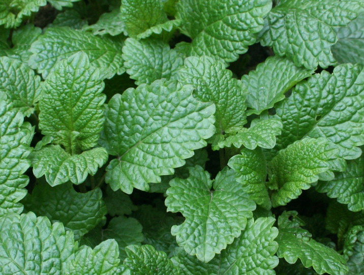 Lemon balm is a natural remedy for cold sores and anxiety