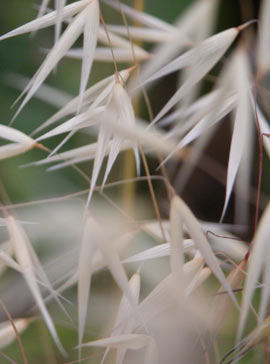 Oat seeds can give you a lift!