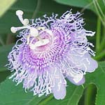 Passion flower can help with anxiety and hysteria