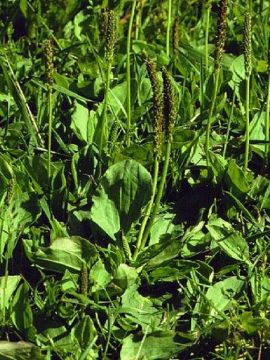 Plantain is used as a gentle expectorant