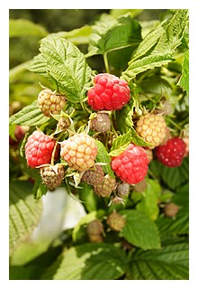 raspberry leaf prepares the uterus for childbirth