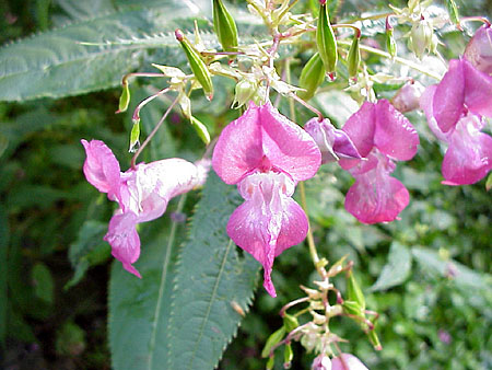 Impatiens bach flower remedy can help battle frustration and impatience