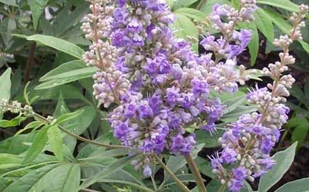 Agnus castus herbal remedy