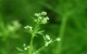 cleavers herb