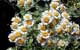 Feverfew herbal remedy