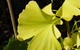 ginkgo herbal remedy