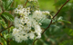 meadowsweet herbal remedy