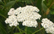 yarrow herbal remedy