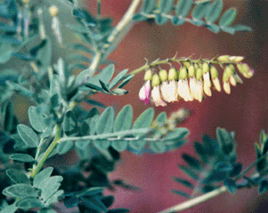 Astragalus herbal remedy