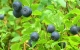 bilberry herbal remedy