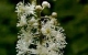 black cohosh herbal remedy