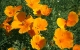 californian poppy herbal remedy