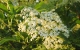 elderflower remedy