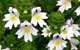 eyebright herbal remedy