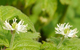 goldenseal herbal remedy