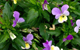 heartsease herbal remedy