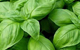 holy basil herbal remedy