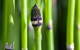 horsetail herbal remedy