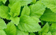 lemon balm herbal remedy