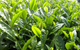oolong tea herbal remedy