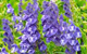 skullcap herbal remedy